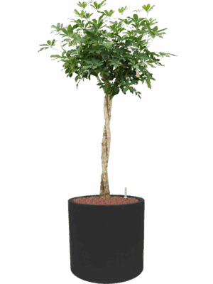 Schefflera Arboricola Compacta In Fiberstone D 28 H 159 cm - PlantenShop24 - 05-06-2025