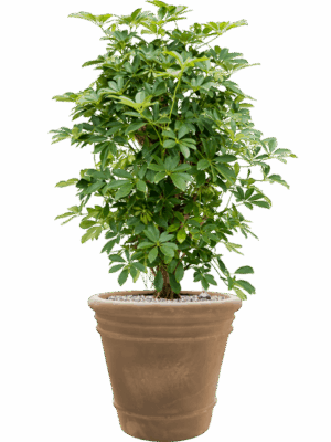 Schefflera Arboricola Compacta In Terra Cotta Doppio D 30 H 104 cm - PlantenShop24 - 24-06-2025