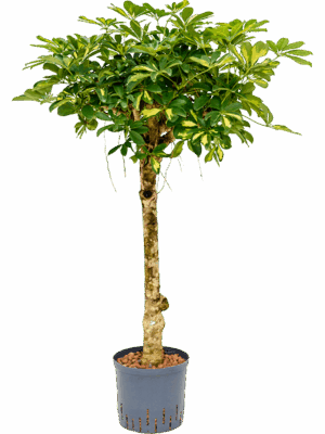 Schefflera Arboricola Gold Capella D 22 H 140 cm - PlantenShop24 - 03-07-2025