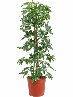 Schefflera Arboricola Gold Capella D 27 H 90 cm - PlantenShop24 - 22-07-2025