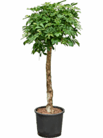 Schefflera Arboricola Gold Capella D 30 H 140 cm - PlantenShop24 - 25-06-2025