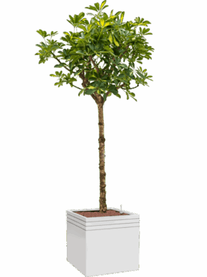 Schefflera Arboricola Gold Capella In Baq Line-Up D 28 H 192 cm - PlantenShop24 - 29-06-2025