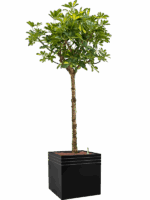 Schefflera Arboricola Gold Capella In Baq Line-Up D 28 H 193 cm - PlantenShop24 - 29-06-2025