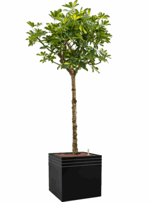 Schefflera Arboricola Gold Capella In Baq Line-Up D 28 H 193 cm - PlantenShop24 - 29-06-2025