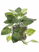 Scindapus In Baq Luxe Lite Universe Waterfall D 23 H 50 cm - PlantenShop24 - 30-05-2025