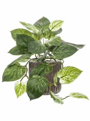 Scindapus In Baq Luxe Lite Universe Waterfall D 23 H 50 cm - PlantenShop24 - 30-05-2025