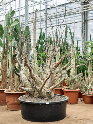 Sesamothamnus Lugardii D 88 H 215 cm - PlantenShop24 - 16-06-2025