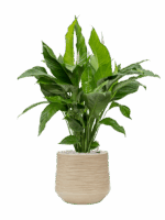 Spathiphyllum Sweet Lauretta In Baq Dune D 24 H 90 cm - PlantenShop24 - 10-06-2025