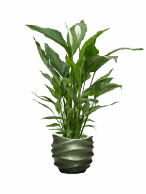 Spathiphyllum Sweet Sebastiano In Baq Gradient Lee D 24 H 139 cm - PlantenShop24 - 02-06-2025