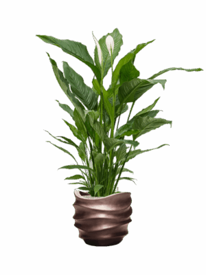 Spathiphyllum Sweet Sebastiano In Baq Gradient Lee D 24 H 139 cm - PlantenShop24 - 02-06-2025