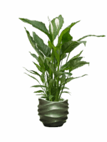 Spathiphyllum Sweet Sebastiano In Baq Gradient Lee D 24 H 139 cm - PlantenShop24 - 25-06-2025