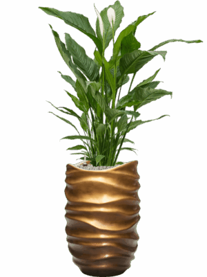 Spathiphyllum Sweet Sebastiano In Baq Gradient Lee D 24 H 140 cm - PlantenShop24 - 02-06-2025