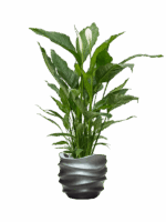 Spathiphyllum Sweet Sebastiano In Baq Gradient Lee D 24 H 140 cm - PlantenShop24 - 25-06-2025