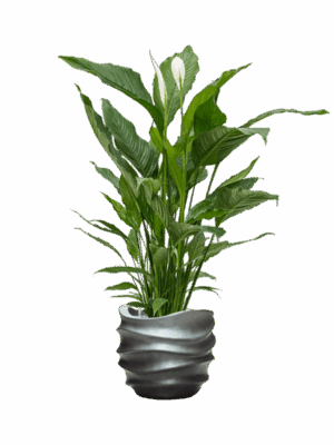 Spathiphyllum Sweet Sebastiano In Baq Gradient Lee D 24 H 140 cm - PlantenShop24 - 25-06-2025