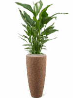 Spathiphyllum Sweet Sebastiano In Baq Naturescast D 24 H 152 cm - PlantenShop24 - 25-06-2025