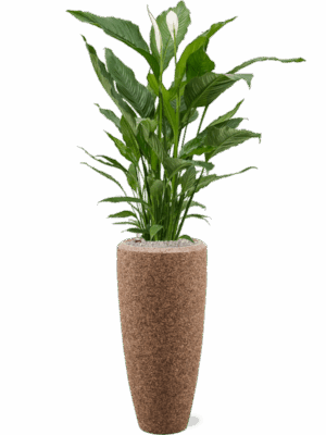 Spathiphyllum Sweet Sebastiano In Baq Naturescast D 24 H 152 cm - PlantenShop24 - 25-06-2025
