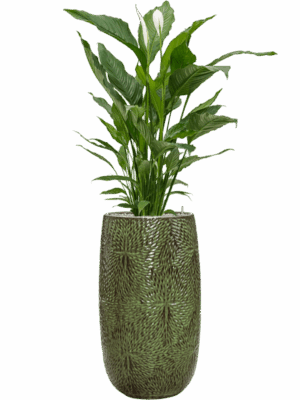 Spathiphyllum Sweet Sebastiano In Marly D 24 H 147 cm - PlantenShop24 - 25-06-2025