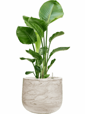 Strelitzia Nicolai In Baq Algar D 24 H 109 cm - PlantenShop24 - 23-06-2025