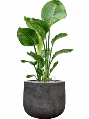 Strelitzia Nicolai In Baq Algar D 24 H 109 cm - PlantenShop24 - 23-06-2025