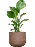Strelitzia Nicolai In Baq Algar D 24 H 110 cm - PlantenShop24 - 23-06-2025