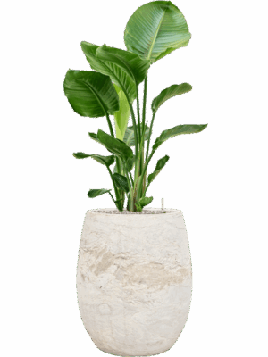 Strelitzia Nicolai In Baq Algar D 24 H 129 cm - PlantenShop24 - 28-06-2025