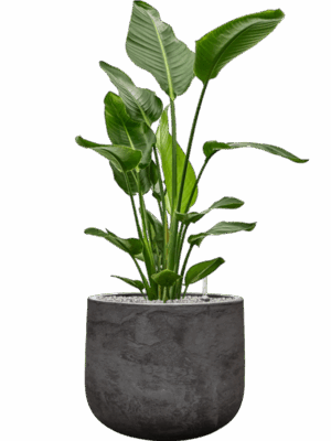 Strelitzia Nicolai In Baq Algar D 27 H 107 cm - PlantenShop24 - 23-06-2025