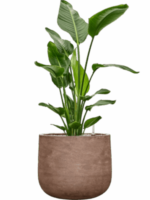 Strelitzia Nicolai In Baq Algar D 27 H 107 cm - PlantenShop24 - 23-06-2025
