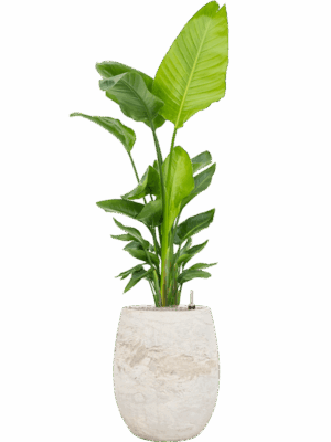 Strelitzia Nicolai  In Baq Algar D 30 H 174 cm - PlantenShop24 - 28-06-2025