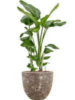 Strelitzia Nicolai In Baq Lava D 28 H 115 cm - PlantenShop24 - 11-06-2025