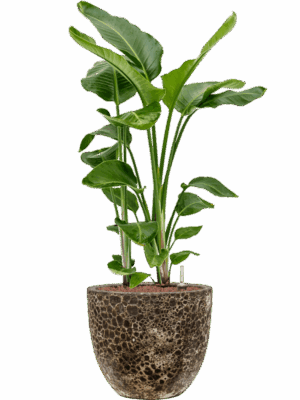 Strelitzia Nicolai In Baq Lava D 28 H 115 cm - PlantenShop24 - 31-05-2025