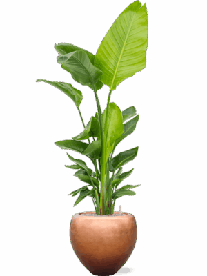 Strelitzia Nicolai  In Baq Metallic Silver Leaf D 30 H 193 cm - PlantenShop24 - 04-06-2025