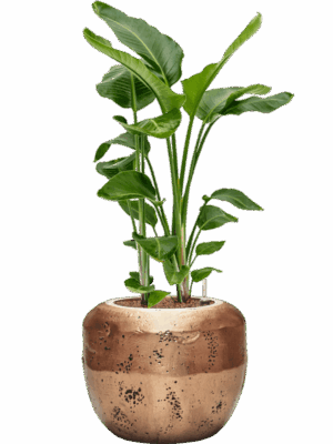 Strelitzia Nicolai In Baq Opus Raw D 28 H 120 cm - PlantenShop24 - 31-05-2025