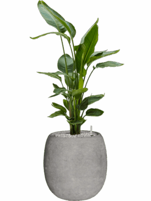 Strelitzia Nicolai In Baq Polystone Coated Plain D 26 H 119 cm - PlantenShop24 - 03-06-2025