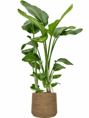 Strelitzia Nicolai In Bohemian D 28 H 138 cm - PlantenShop24 - 31-05-2025