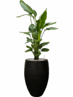 Strelitzia Nicolai In Capi Nature Rib NL D 26 H 138 cm - PlantenShop24 - 03-06-2025