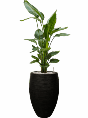 Strelitzia Nicolai In Capi Nature Rib NL D 26 H 138 cm - PlantenShop24 - 03-06-2025