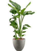 Strelitzia Nicolai In Grigio D 28 H 143 cm - PlantenShop24 - 11-06-2025