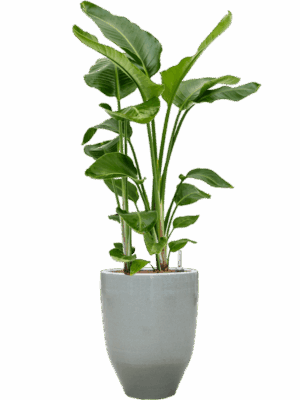 Strelitzia Nicolai In One And Only D 28 H 121 cm - PlantenShop24 - 31-05-2025