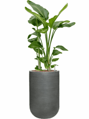 Strelitzia Nicolai In Ridged Horizontally D 28 H 136 cm - PlantenShop24 - 31-05-2025
