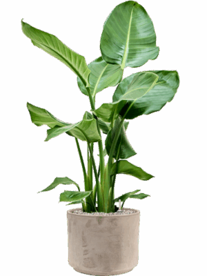 Strelitzia Nicolai In Terra Cotta D 21 H 112 cm - PlantenShop24 - 05-06-2025