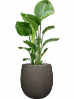 Strelitzia Nicolai In Terreno D 24 H 116 cm - PlantenShop24 - 02-06-2025
