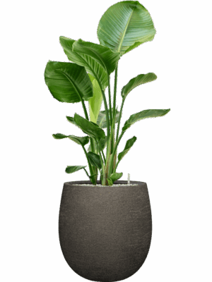 Strelitzia Nicolai In Terreno D 24 H 116 cm - PlantenShop24 - 02-06-2025