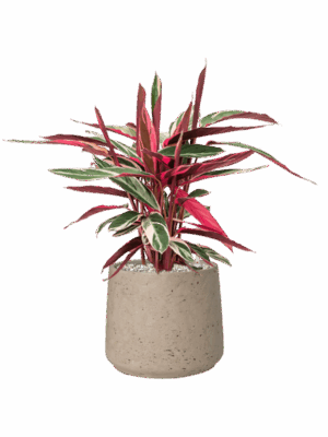 Stromanthe Sanguinea Triostar In Rough D 19 H 54 cm - PlantenShop24 - 26-06-2025