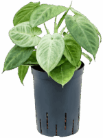 Syngonium Macrophyllum Frosted Heart D 15 H 35 cm - PlantenShop24 - 05-06-2025