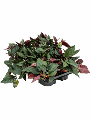 Syngonium Red Arrow D 12 H 25 cm - PlantenShop24 - 25-06-2025