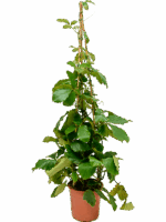Tetrastigma Voinierianum D 27 H 150 cm - PlantenShop24 - 18-06-2025