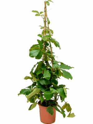 Tetrastigma Voinierianum D 27 H 150 cm - PlantenShop24 - 18-06-2025