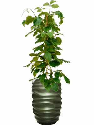 Tetrastigma Voinierianum In Baq Gradient Lee D 22 H 163 cm - PlantenShop24 - 25-06-2025
