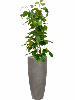 Tetrastigma Voinierianum In Baq Nucast D 22 H 157 cm - PlantenShop24 - 25-06-2025