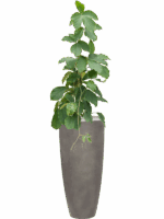 Tetrastigma Voinierianum In Baq Nucast D 24 H 148 cm - PlantenShop24 - 04-06-2025